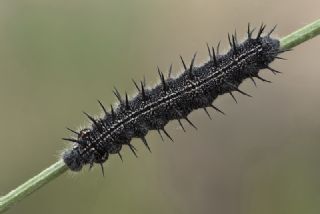 Sar Ayakl Nimfalis (Inachis xanthomelas)