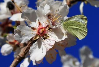 Da Beyazmelei (Pieris ergane)