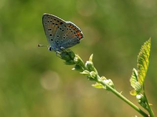 Byk Mor Bakr Gzeli (Lycaena alciphron)