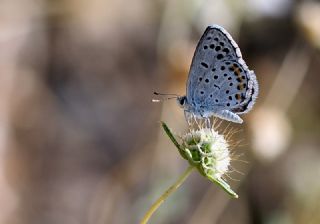 Himalaya Mavisi (Pseudophilotes vicrama)