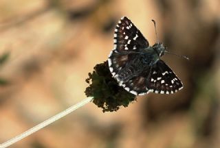 Ege Zpzp (Pyrgus melotis)