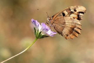Cad (Chazara briseis)