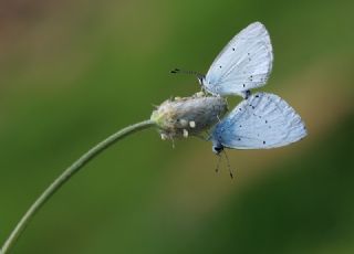 Kutsal Mavi (Celastrina argiolus)