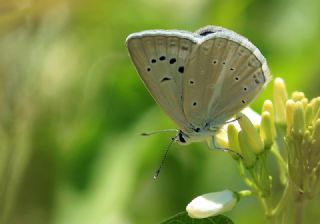 okgzl Poseydon Mavisi (Polyommatus poseidon)