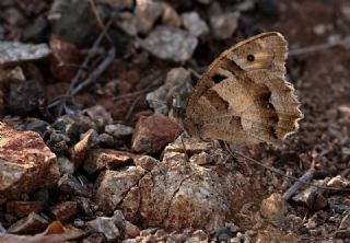 Cad (Chazara briseis)