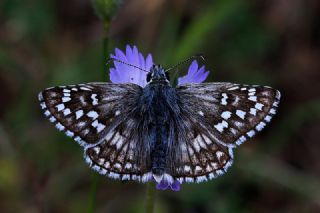Sar Bandl Zpzp (Pyrgus sidae)