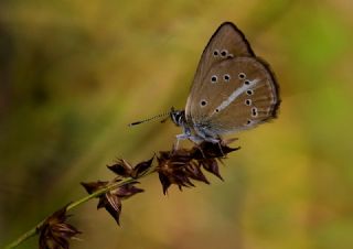 Erivan Anormal okgzls (Polyommatus eriwanensis)
