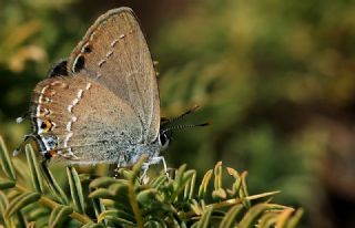 Sevbeni (Satyrium abdominalis)