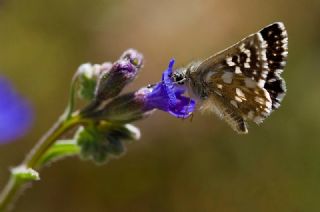Kzl Zpzp (Spialia orbifer)