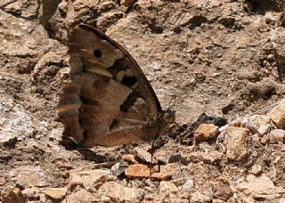 Cad (Chazara briseis)