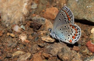Anadolu Esmergz (Plebejus modicus)