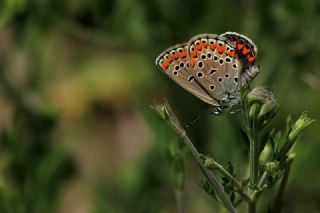 Anadolu Esmergözü (Plebejus modicus)