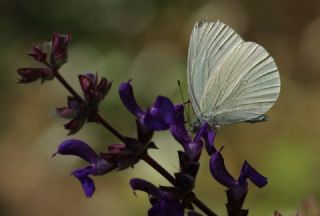 Doulu Narin Orman Beyaz (Leptidea duponcheli)