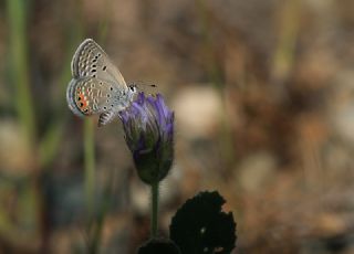 Mcevher Kelebei (Chilades trochylus)