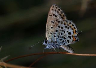 Frat Bakr Gzeli (Margelycaena euphratica )