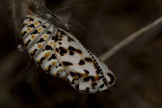 Tr almalar ([unknown genus] n/a)