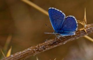 okgzl Gk Mavisi (Polyommatus bellargus)