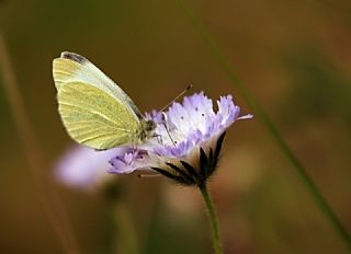 Byk Beyazmelek  (Pieris brassicae)