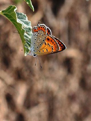 Tr almalar ([unknown genus] n/a)