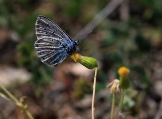Tr almalar ([unknown genus] n/a)
