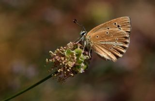 okgzl Lbnan Esmeri (Polyommatus alcestis)