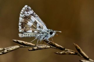 Gzel Zpzp (Pyrgus cinarae)