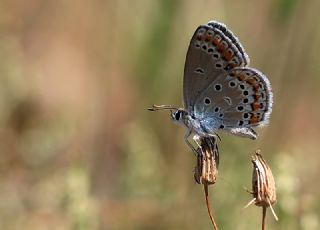 Doulu Esmergz (Plebejus carmon)