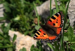 Aglais (Aglais urticae)