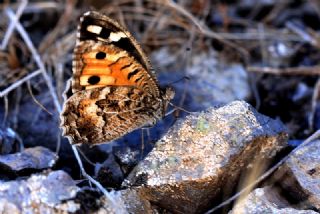 Step Cads (Chazara anthe)