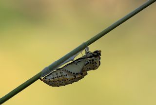 Al Beyaz (Aporia crataegi)