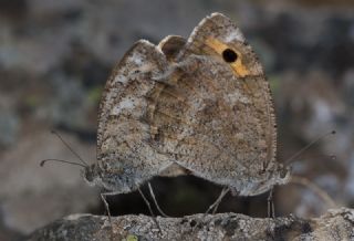 Tr almalar ([unknown genus] n/a)