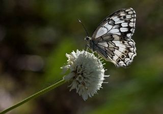 Anadolu Melikesi (Melanargia larissa)