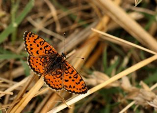 Gzel parhan (Melitaea trivia)