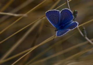 okgzl Mavi (Polyommatus icarus)