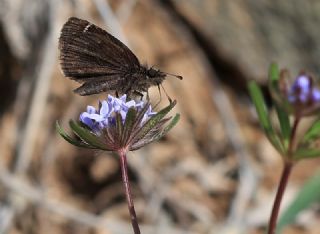 Kara Zpzp (Erynnis marloyi)