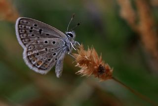 okgzl Kk Turan Mavisi (Polyommatus cornelius)