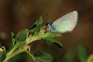 Karagz Mavisi (Glaucopsyche alexis)