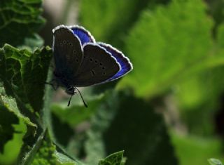 okgzl Rus Mavisi (Polyommatus coelestina)