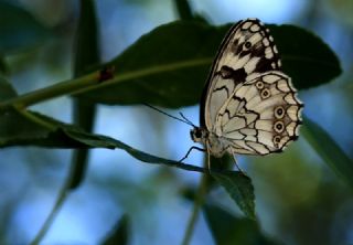 Kara Melike (Melanargia syriaca)