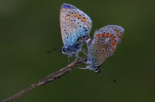 okgzl Mavi (Polyommatus icarus)