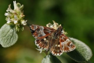 Mermer Zpzp (Carcharodus lavatherae)