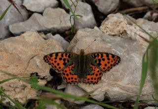 spanyol Kraliesi (Issoria lathonia)