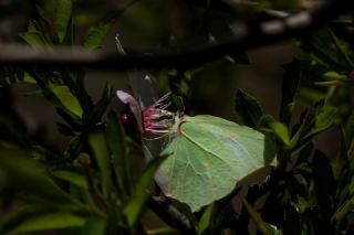 Anadolu Orakkanad (Gonepteryx farinosa)