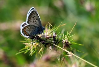 Gm Lekeli Esmergz (Plebejus argus)