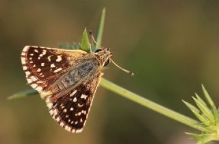Kzl Zpzp (Spialia orbifer)