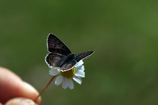 sli Bakr Gzeli (Lycaena tityrus)