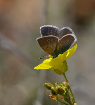 Tr almalar ([unknown genus] n/a)