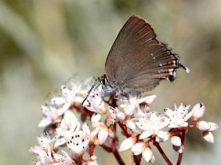 Tr almalar ([unknown genus] n/a)