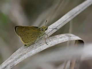 Beyaz illi Kara Zpzp (Pelopidas  thrax)