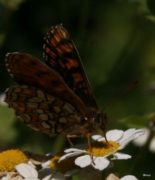 Amannisa (Melitaea athalia)